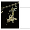 Schistocerca gregaria (desert locust) - emerging by Anonymous