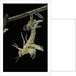 Schistocerca gregaria (desert locust) - emerging by Anonymous