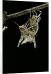 Schistocerca gregaria (desert locust) - emerging by Anonymous