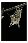 Schistocerca gregaria (desert locust) - emerging by Anonymous