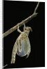 Schistocerca gregaria (desert locust) - emerging by Anonymous