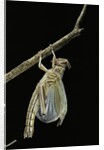 Schistocerca gregaria (desert locust) - emerging by Anonymous