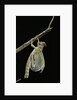 Schistocerca gregaria (desert locust) - emerging by Anonymous