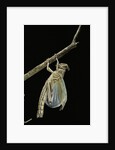 Schistocerca gregaria (desert locust) - emerging by Anonymous