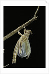 Schistocerca gregaria (desert locust) - emerging by Anonymous