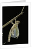 Schistocerca gregaria (desert locust) - emerging by Anonymous