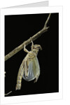 Schistocerca gregaria (desert locust) - emerging by Anonymous