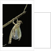 Schistocerca gregaria (desert locust) - emerging by Anonymous