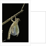 Schistocerca gregaria (desert locust) - emerging by Anonymous