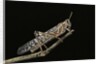 Schistocerca gregaria (desert locust) by Anonymous