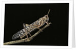 Schistocerca gregaria (desert locust) by Anonymous