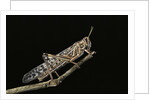 Schistocerca gregaria (desert locust) by Anonymous