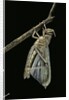 Schistocerca gregaria (desert locust) - emerging by Anonymous