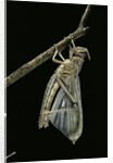 Schistocerca gregaria (desert locust) - emerging by Anonymous
