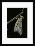 Schistocerca gregaria (desert locust) - emerging by Anonymous