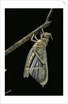 Schistocerca gregaria (desert locust) - emerging by Anonymous