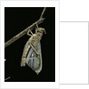 Schistocerca gregaria (desert locust) - emerging by Anonymous