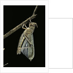 Schistocerca gregaria (desert locust) - emerging by Anonymous