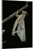 Schistocerca gregaria (desert locust) - emerging by Anonymous