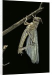 Schistocerca gregaria (desert locust) - emerging by Anonymous