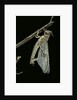 Schistocerca gregaria (desert locust) - emerging by Anonymous