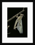 Schistocerca gregaria (desert locust) - emerging by Anonymous