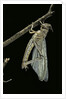 Schistocerca gregaria (desert locust) - emerging by Anonymous