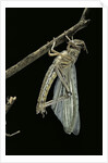Schistocerca gregaria (desert locust) - emerging by Anonymous