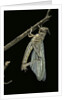 Schistocerca gregaria (desert locust) - emerging by Anonymous