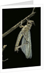 Schistocerca gregaria (desert locust) - emerging by Anonymous