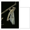 Schistocerca gregaria (desert locust) - emerging by Anonymous