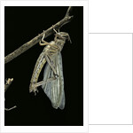 Schistocerca gregaria (desert locust) - emerging by Anonymous