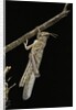 Schistocerca gregaria (desert locust) - emerging by Anonymous