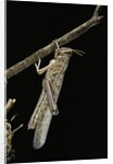 Schistocerca gregaria (desert locust) - emerging by Anonymous