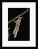 Schistocerca gregaria (desert locust) - emerging by Anonymous