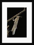 Schistocerca gregaria (desert locust) - emerging by Anonymous