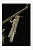 Schistocerca gregaria (desert locust) - emerging by Anonymous