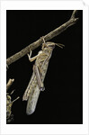 Schistocerca gregaria (desert locust) - emerging by Anonymous