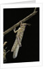Schistocerca gregaria (desert locust) - emerging by Anonymous