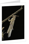 Schistocerca gregaria (desert locust) - emerging by Anonymous