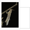 Schistocerca gregaria (desert locust) - emerging by Anonymous