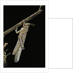 Schistocerca gregaria (desert locust) - emerging by Anonymous