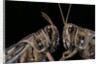 Schistocerca gregaria (desert locust) - portrait by Anonymous