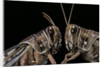 Schistocerca gregaria (desert locust) - portrait by Anonymous