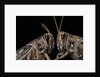 Schistocerca gregaria (desert locust) - portrait by Anonymous