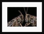 Schistocerca gregaria (desert locust) - portrait by Anonymous