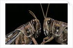 Schistocerca gregaria (desert locust) - portrait by Anonymous