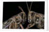 Schistocerca gregaria (desert locust) - portrait by Anonymous
