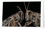 Schistocerca gregaria (desert locust) - portrait by Anonymous
