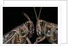 Schistocerca gregaria (desert locust) - portrait by Anonymous